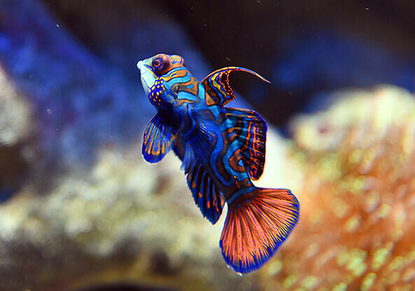Imagem do Peixe-Mandarim
